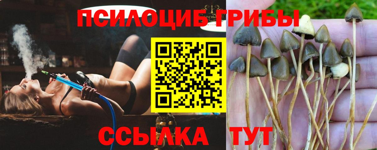 как найти закладки  Вход с VPN  Димитровград  Галлюциногенные грибы Psilocybine cubensis 